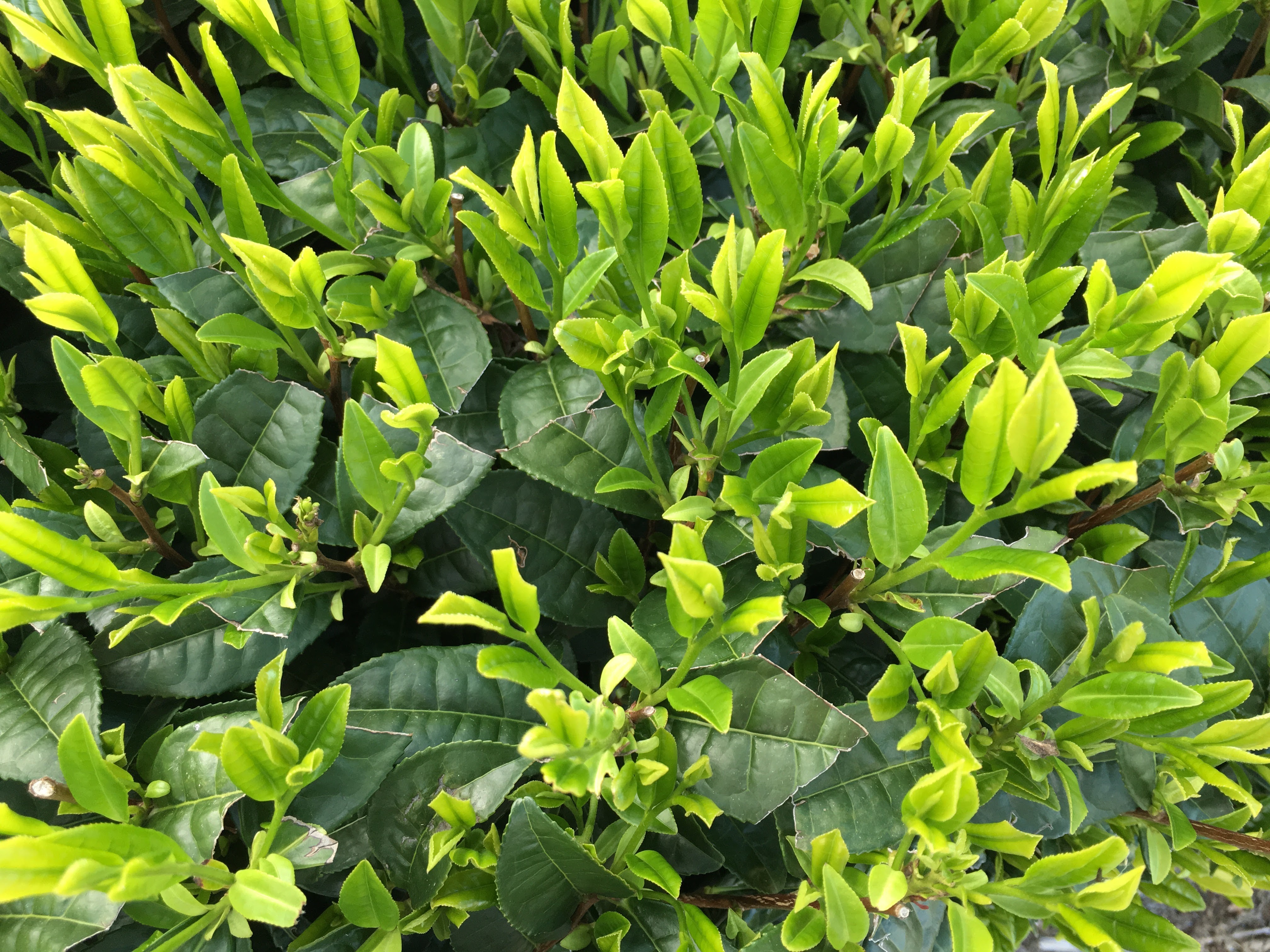 Fresh Asatsuyu tea leaves — vivid green new shoots, the natural gyokuro cultivar