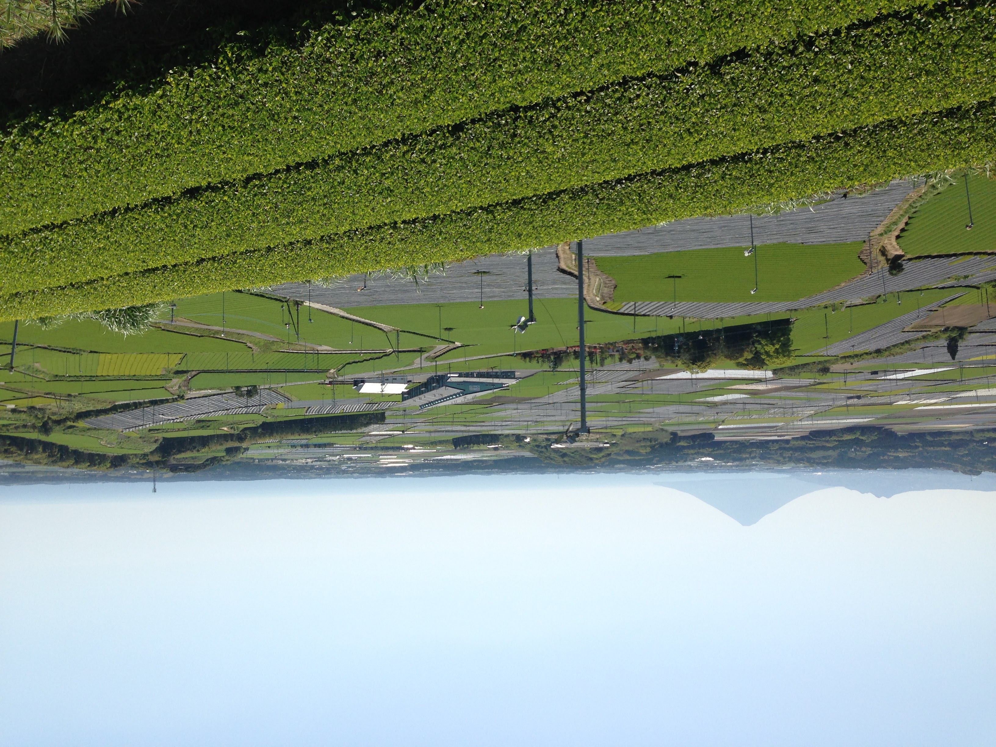 Aerial view of Chiran tea fields in Kagoshima with Mt. Kaimon and the sea
