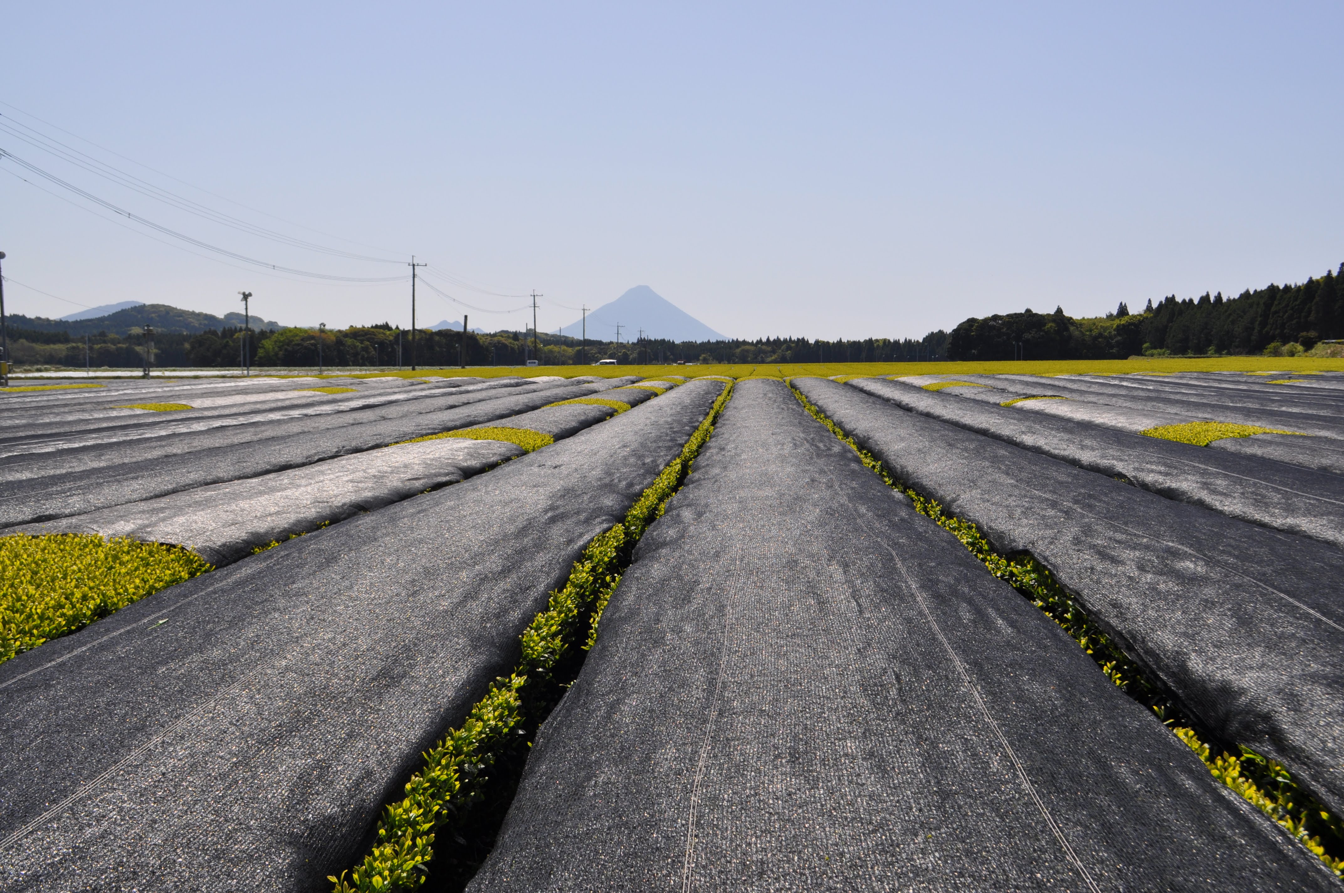 Tea fields of Kikunaga district, Chiran, Kagoshima, with Mt. Kaimon in distance