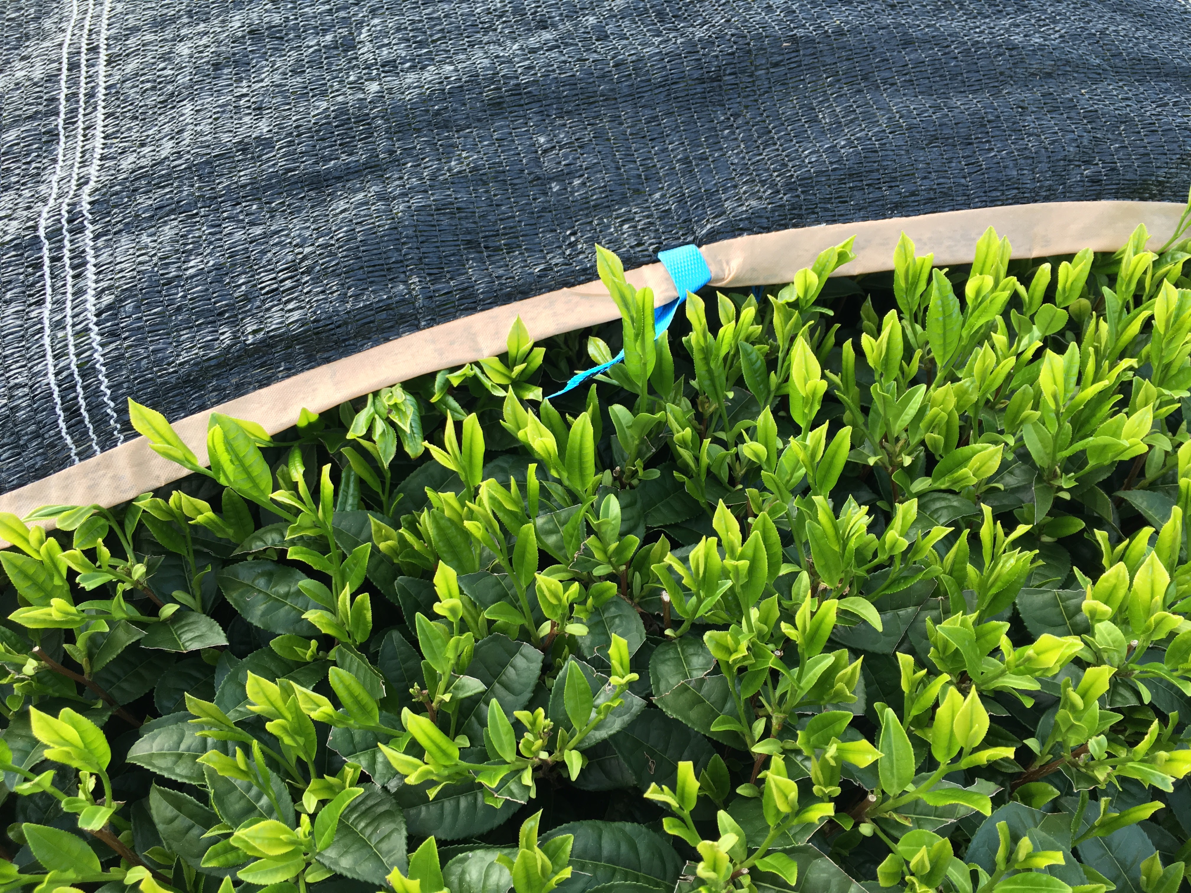 Shade cloth covering Chiran tea fields, with fresh asatsuyu leaves emerging at the edge