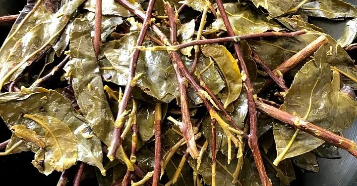 Bodai-Sancha leaves during the lactic fermentation stage — steamed, kneaded, and packed for fermentation