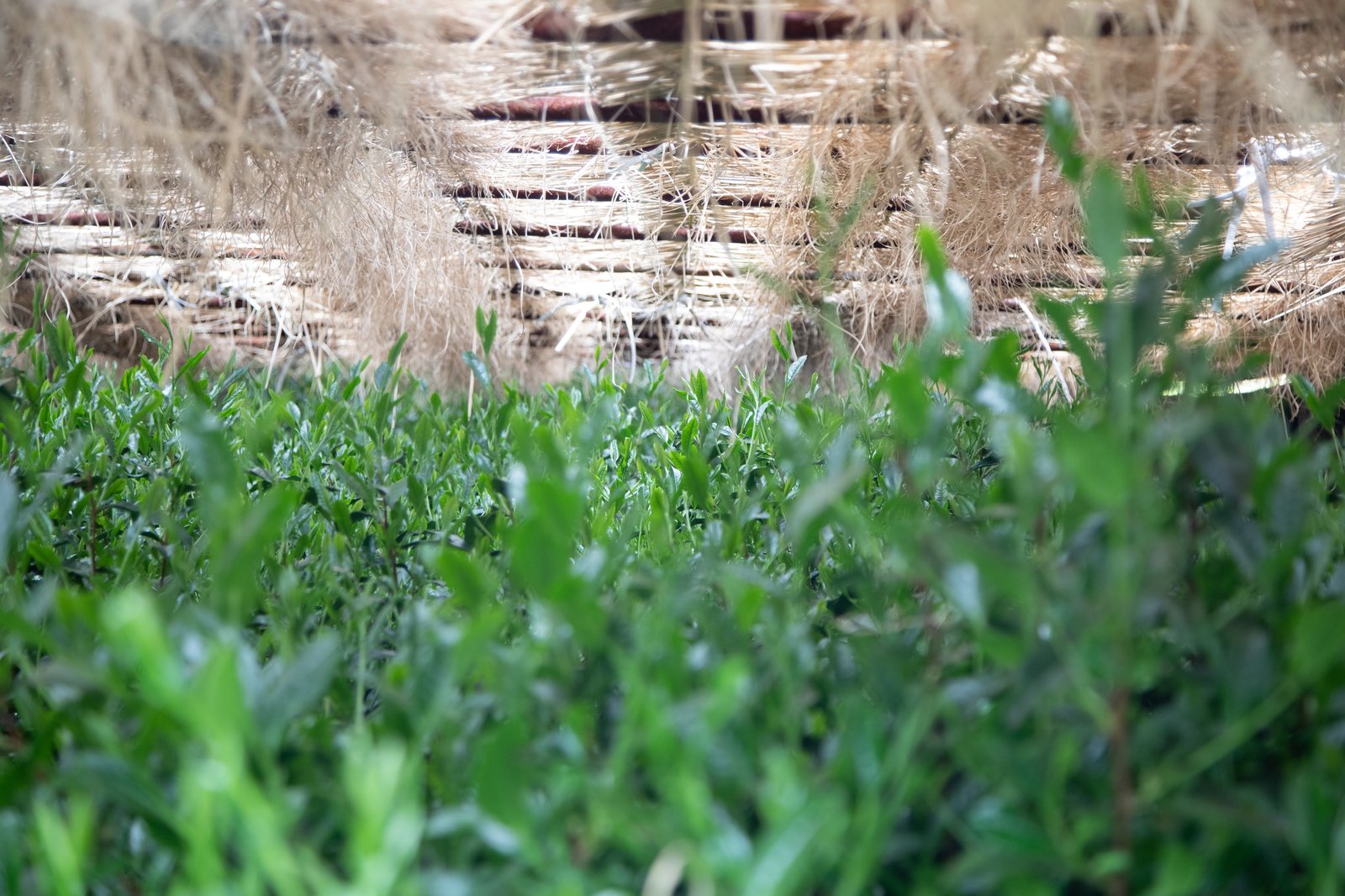 Traditional honzu straw canopy over tea field