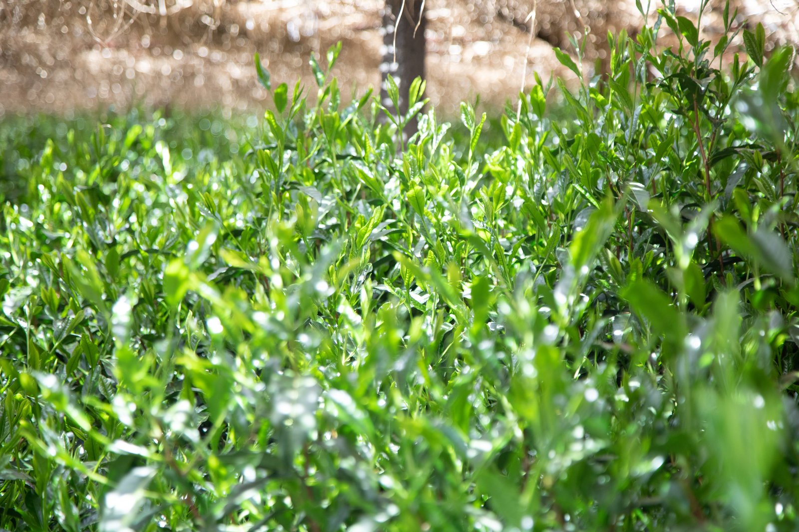 Young leaves under honzu canopy