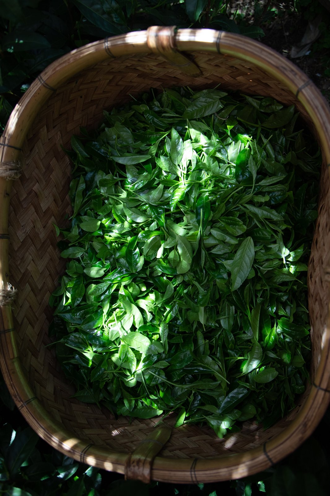 Hand-picked first flush in bamboo basket