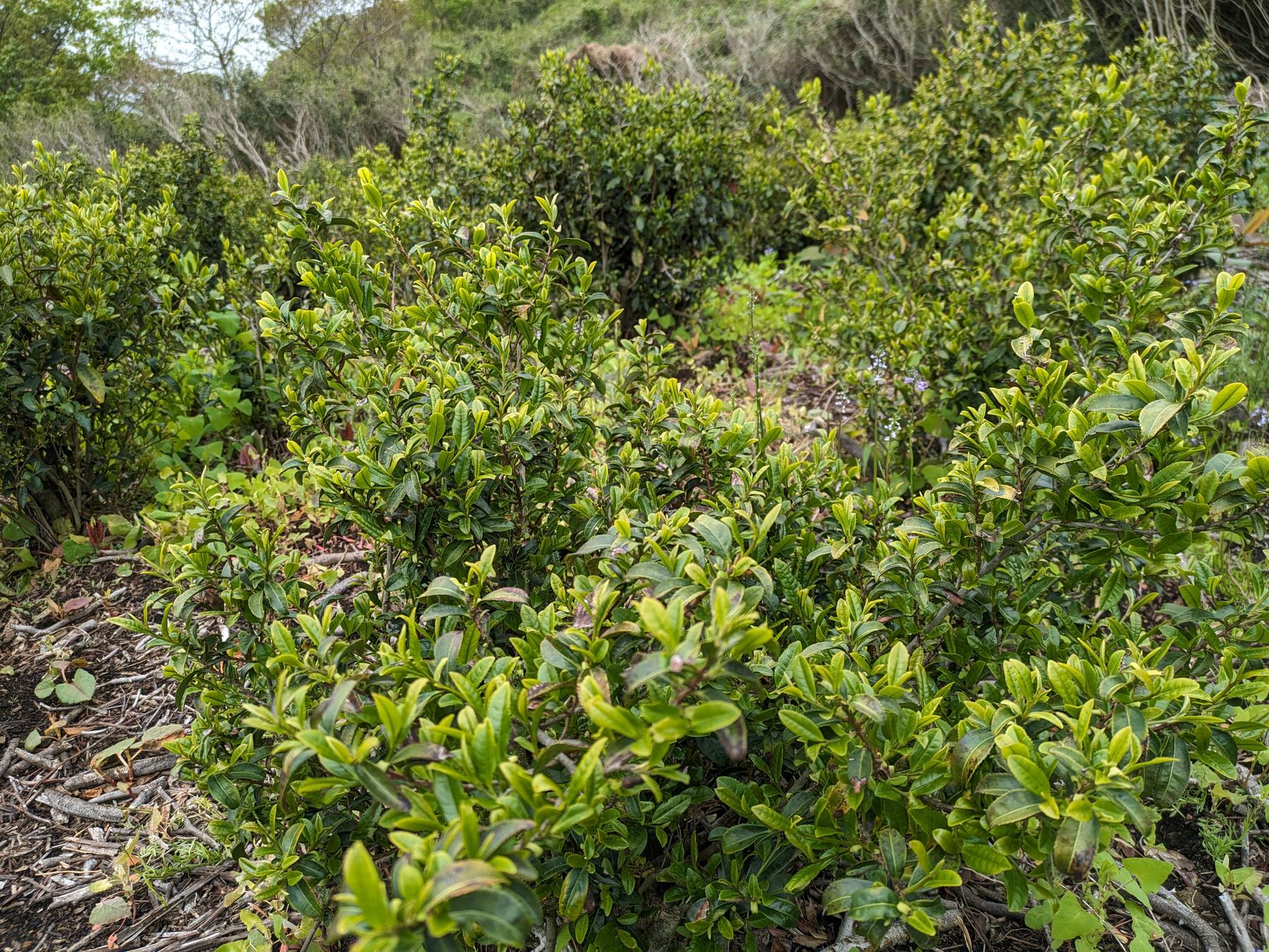 Yabukita tea bushes on the East Field in April 2024, fully restored with new spring growth