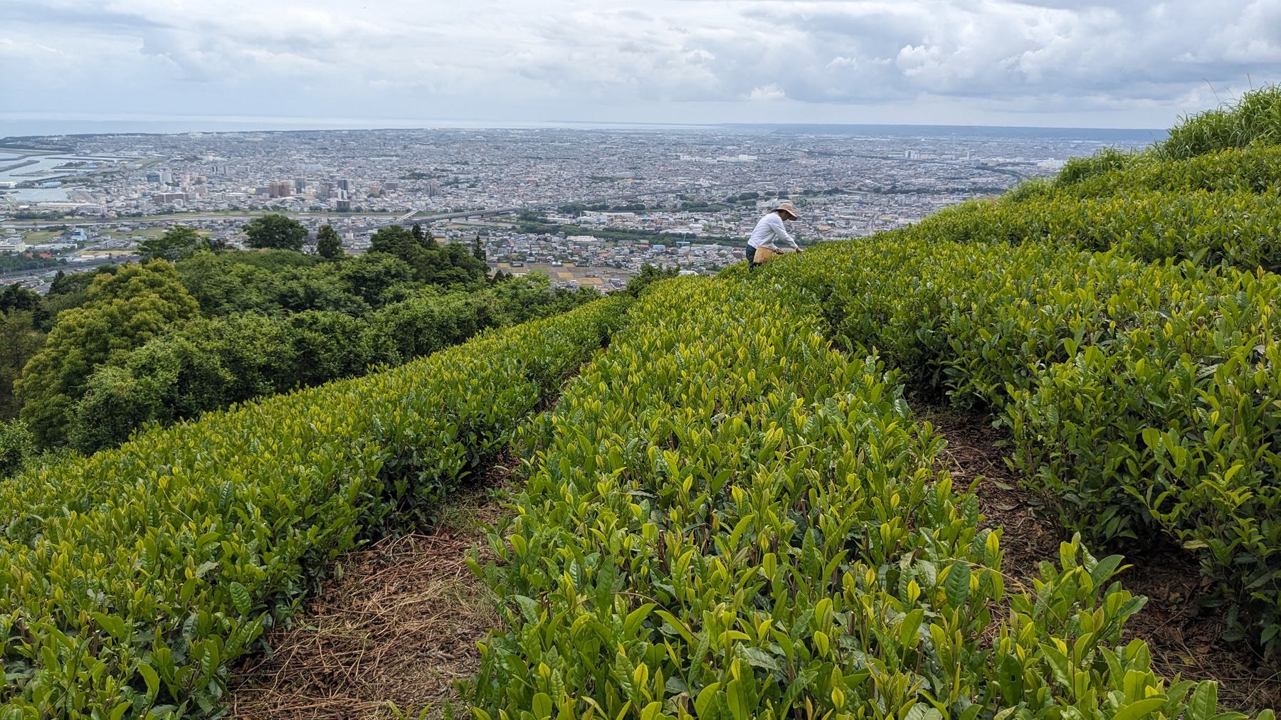 View from a restored tea field on Mount Takakusa over Yaizu town and Suruga Bay, with the Pacific in the distance