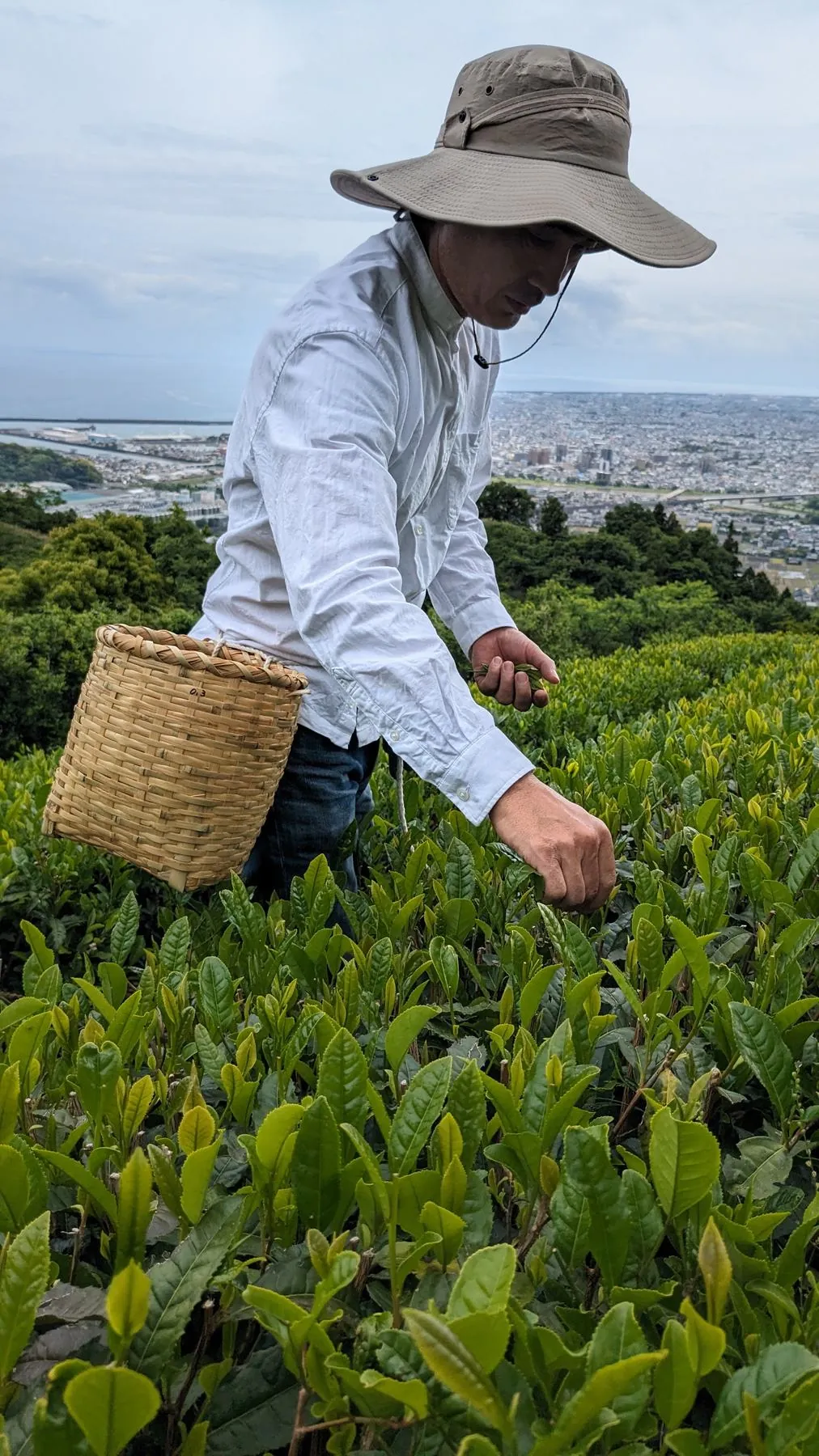 Takayuki Tatara, fifth-generation tea merchant of Nagamine Seicha, hand-picking tea on the restored Yabukita field of Mount Takakusa, with Yaizu town and Suruga Bay visible below