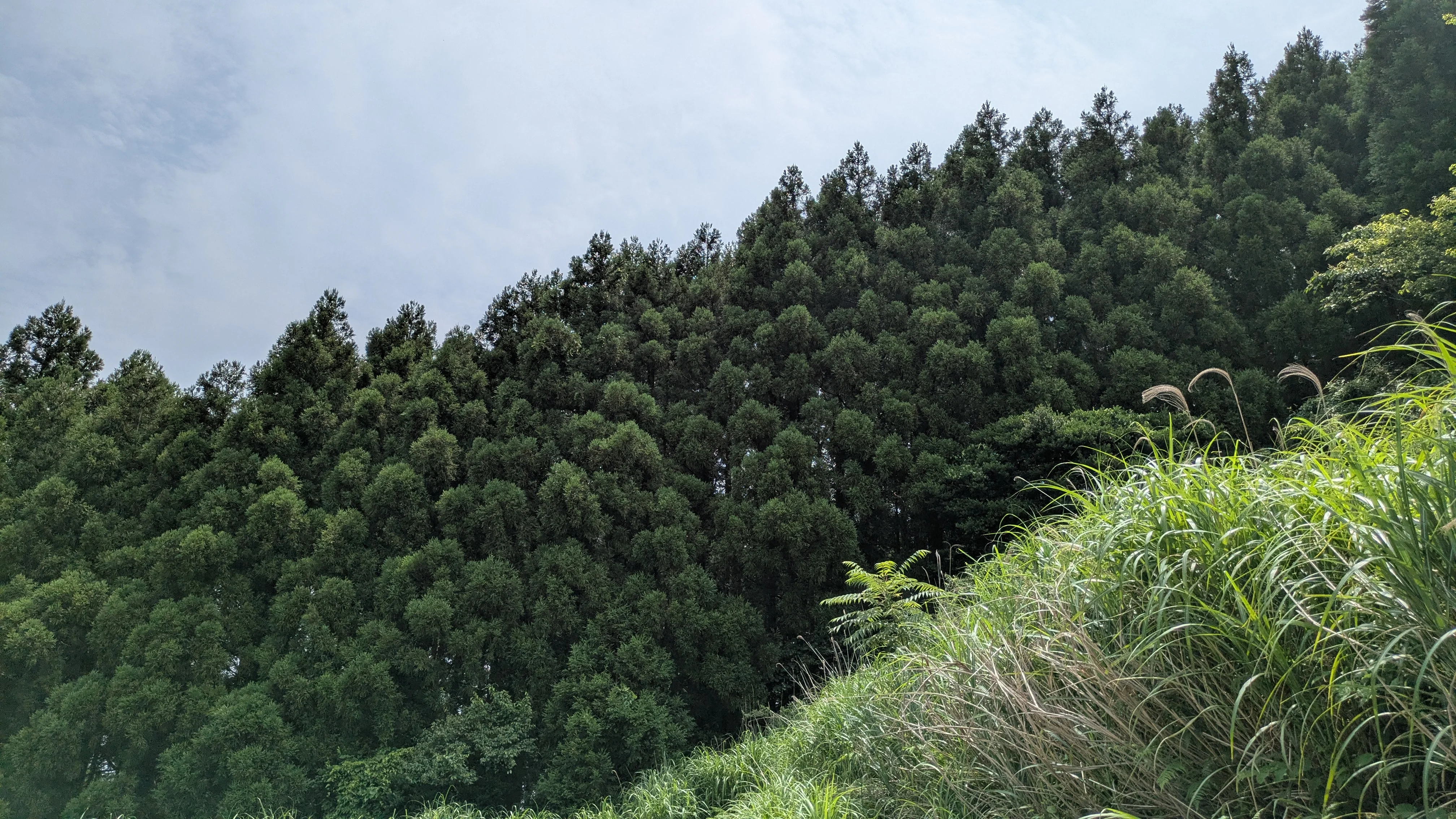 Mountain forest surrounding the garden