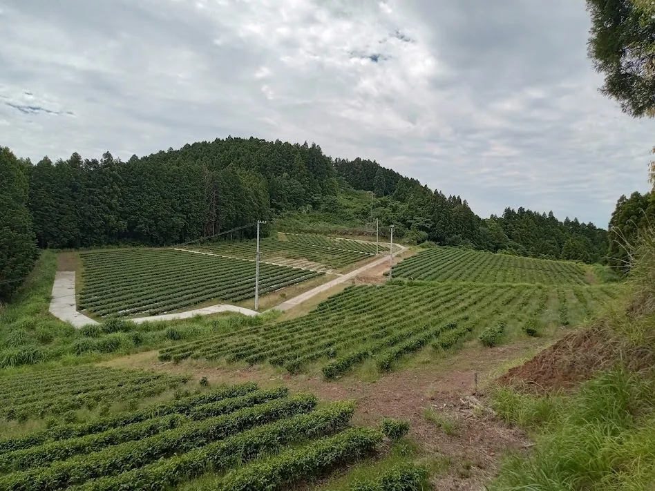 Tenku Farm mountain tea garden at Chibayama, Shimada, Shizuoka