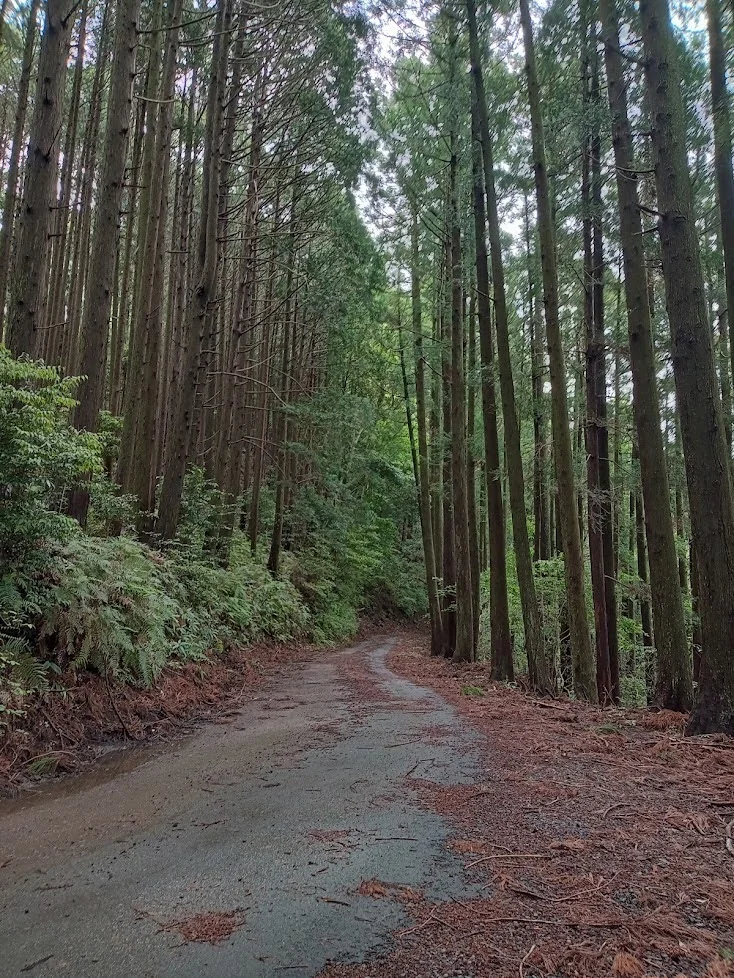Forest path leading to the Tenku Farm tea garden